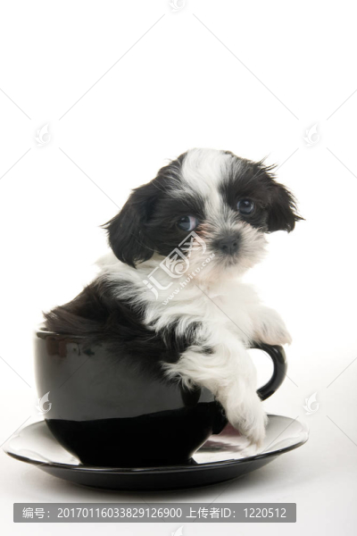 在一個杯子里的小狗