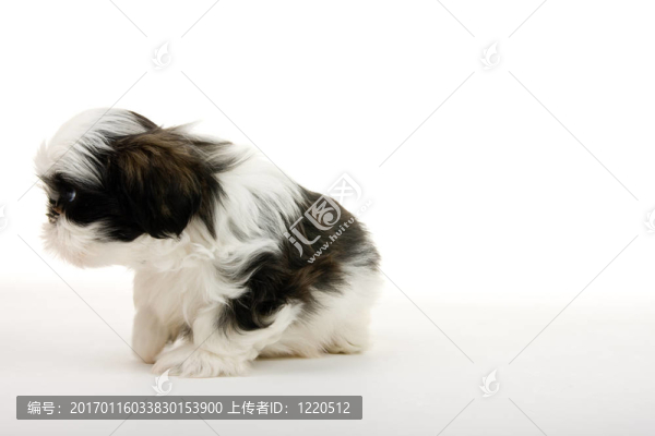 沒有鼻子的小狗