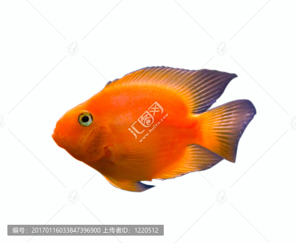 白色的金魚