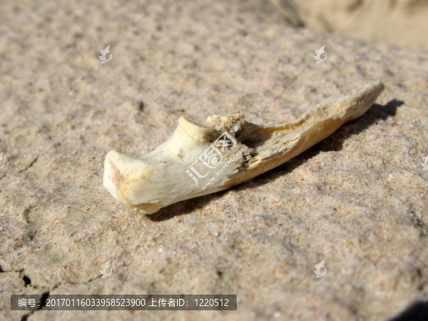 韋蘭德拉湖國家公園；聯(lián)合國教科文組織；澳大利亞