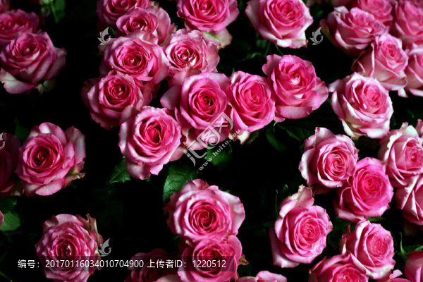 粉色康乃馨鮮花束