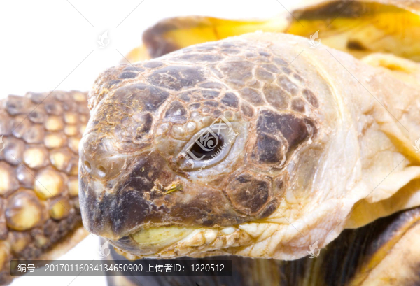 四爪陸龜