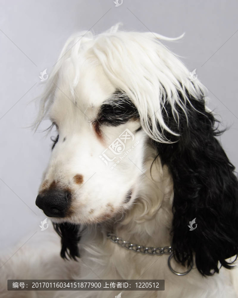 黑色和白色的可卡犬