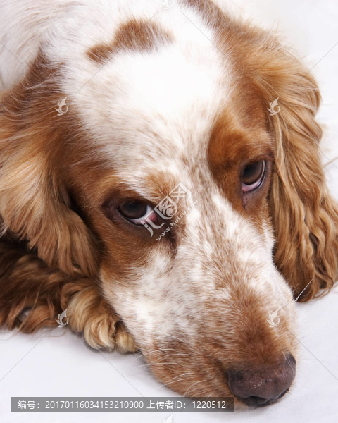 可卡犬