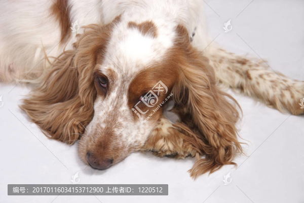 可卡犬