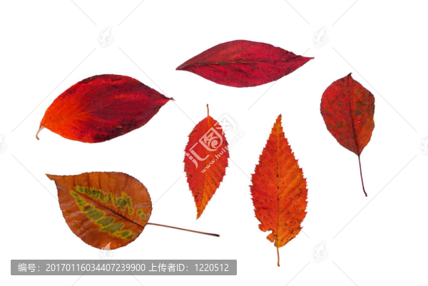 葉-匯圖網(wǎng) www.fosd68.com 葉