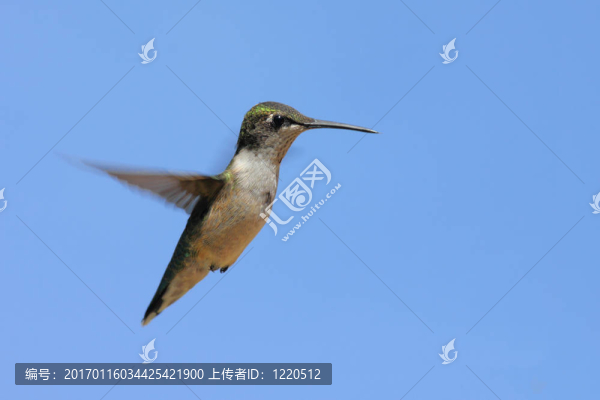 紅寶石喉蜂鳥-匯圖網(wǎng) www.fosd68.com 紅寶石喉蜂鳥