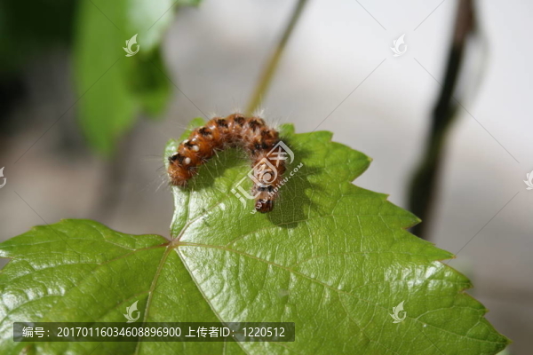 卡特彼勒
