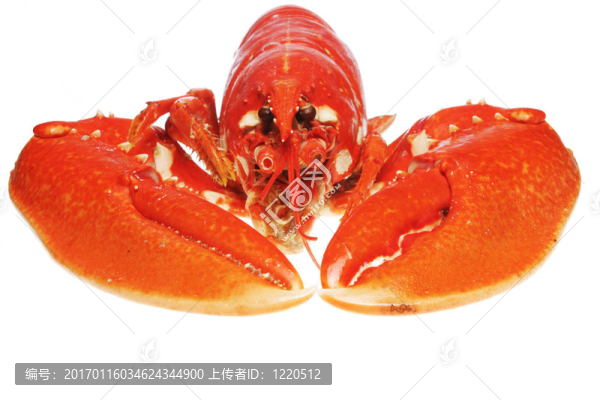 龍蝦爪