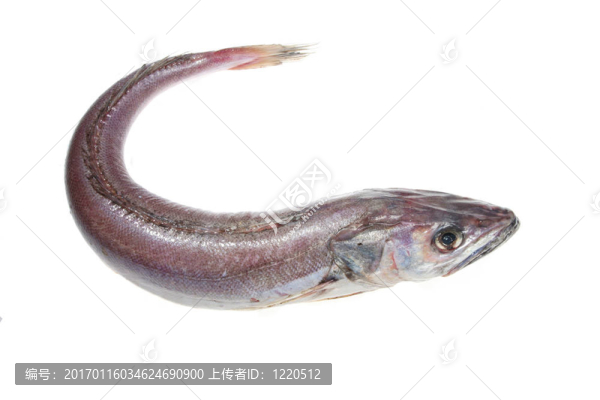 整個(gè)鱈魚