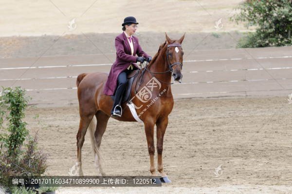 女人騎著Saddlebred,horse