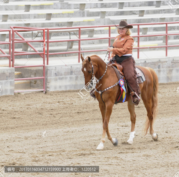 女人騎著Saddlebred,horse