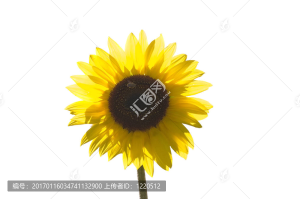 向日葵與蜜蜂