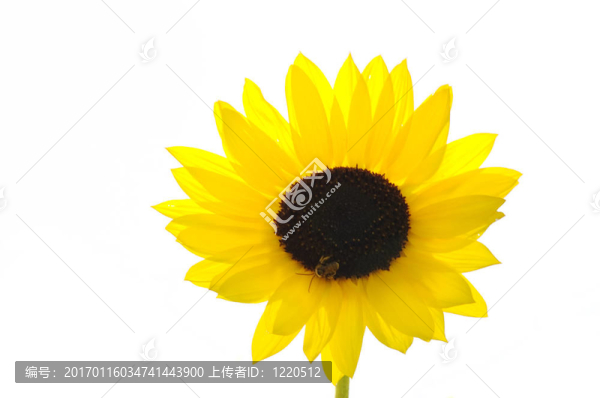 向日葵與蜜蜂
