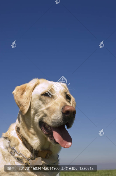 一個(gè)女的白色的拉布拉多犬在藍(lán)色的天空