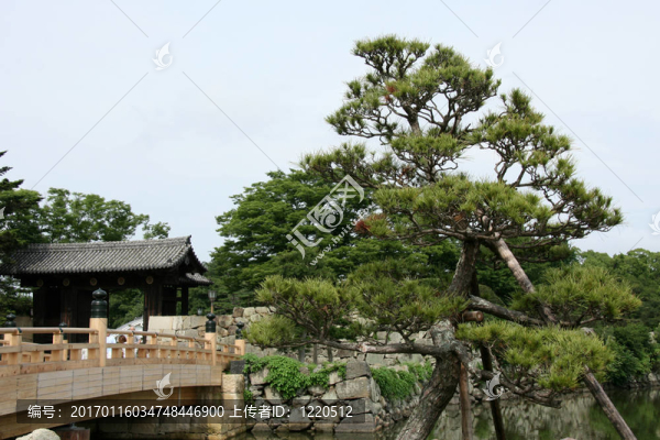 樹和橋姬路城；日本