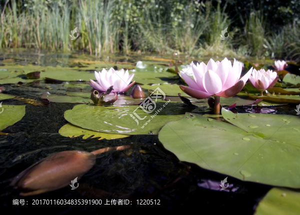 蓮花