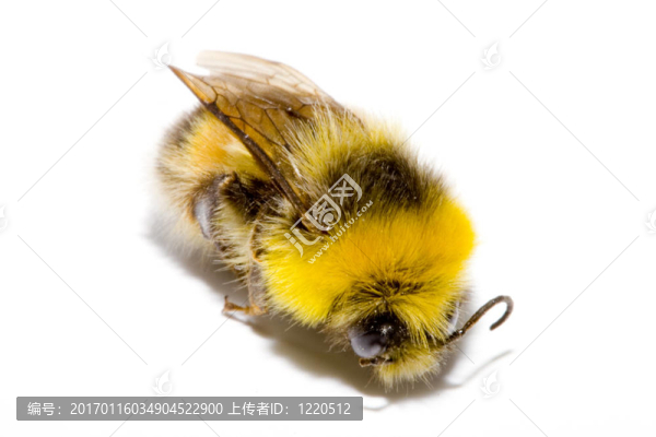 大黃蜂