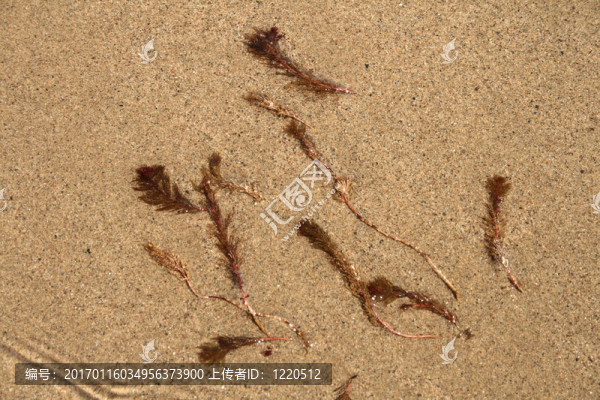 沙灘上的水草