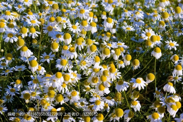 甘菊
