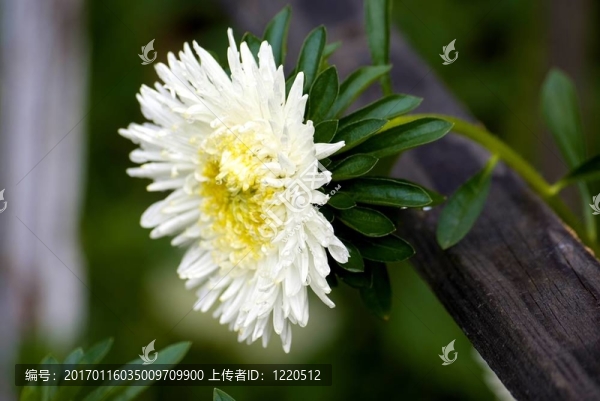 紫菀