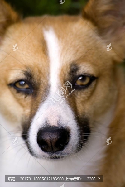 狗-匯圖網(wǎng) www.fosd68.com 狗