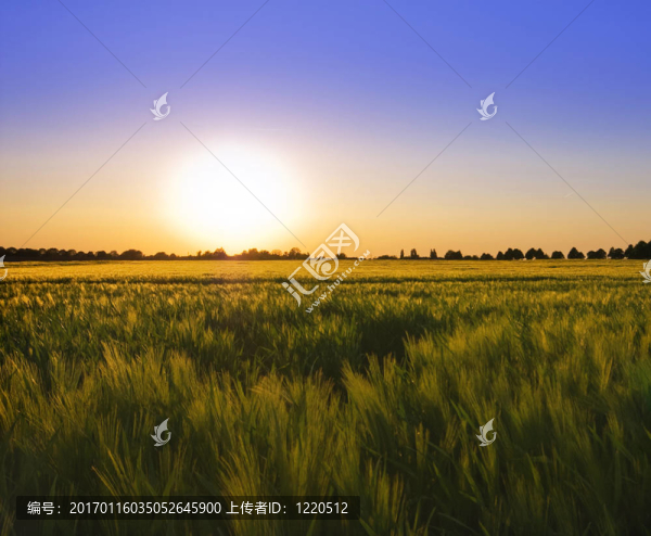夏天的光芒
