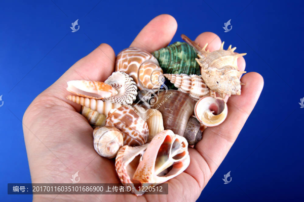 手海貝殼