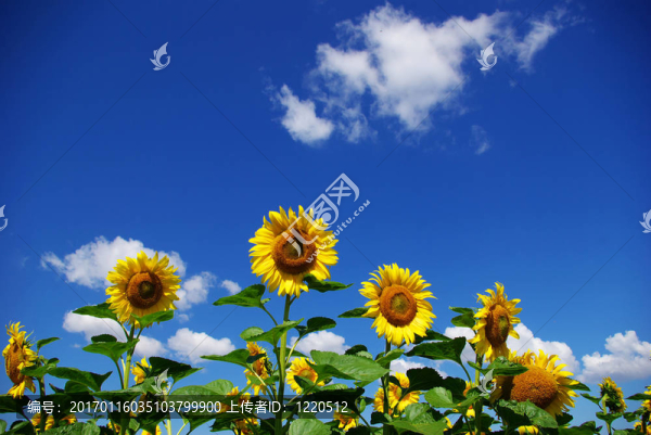 向日葵花田