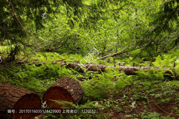 森林場景