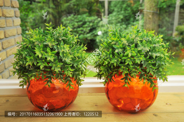 裝飾植物-匯圖網(wǎng) www.fosd68.com 裝飾植物