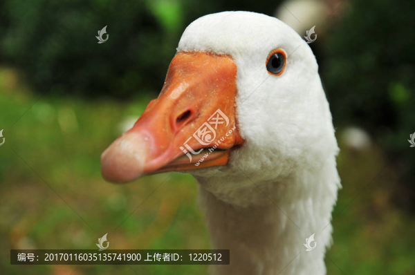 白鵝