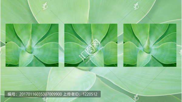 龍舌蘭的三聯(lián)畫
