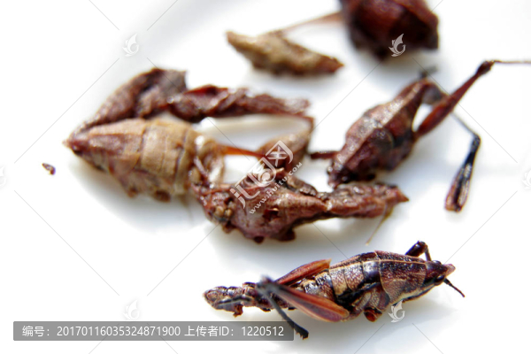 油炸蚱蜢