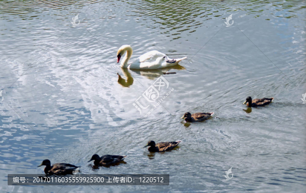 白游和五只鴨子