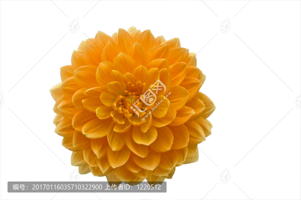 美麗的橙色的花