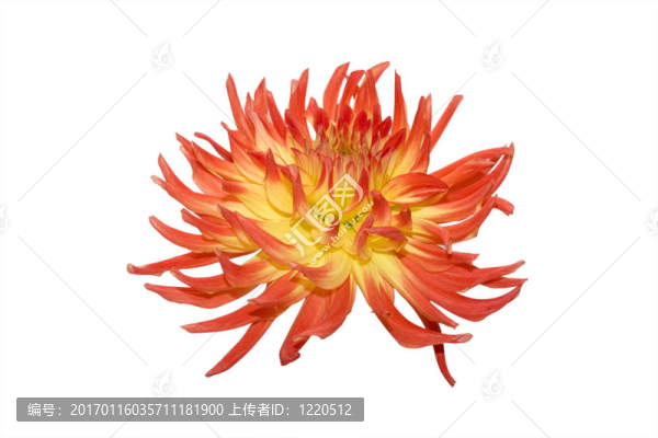 白色背景上的美麗的紅色花
