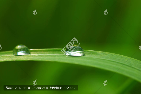 落在草地上-匯圖網(wǎng) www.fosd68.com 落在草地上