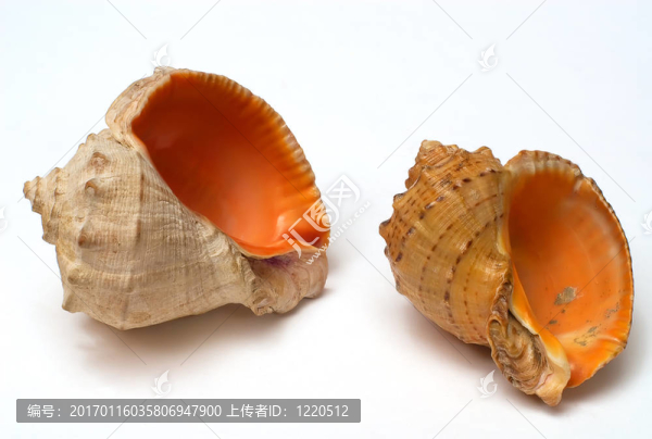 兩殼