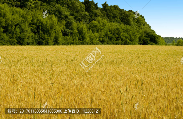麥田