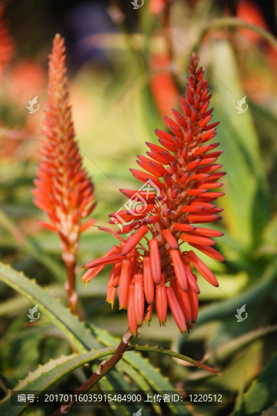 Aloe,Vera的花