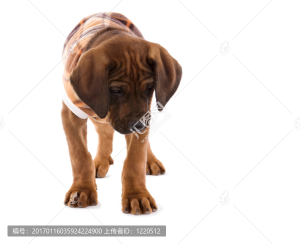 羅得西亞脊背犬