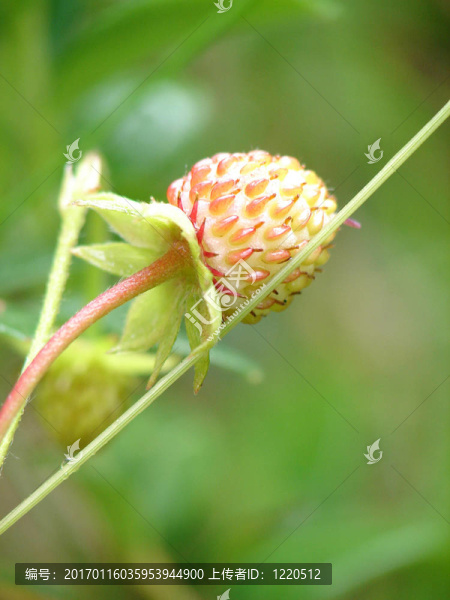 生的野草莓