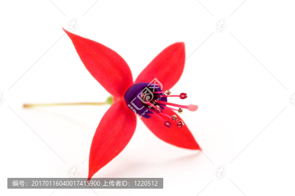 紫紅色的花-匯圖網(wǎng) www.fosd68.com 紫紅色的花