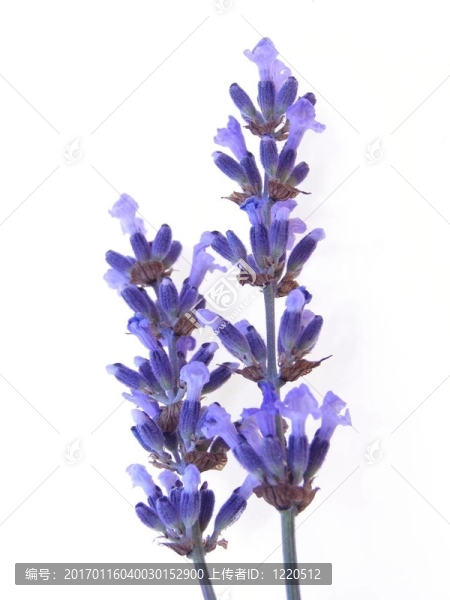 藍(lán)色的薰衣草