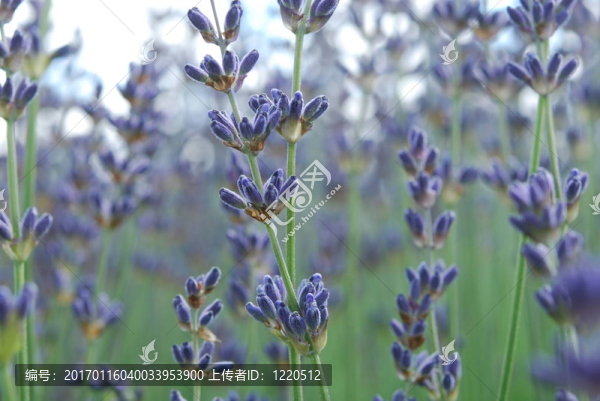 藍(lán)色的薰衣草-匯圖網(wǎng) www.fosd68.com 藍(lán)色的薰衣草