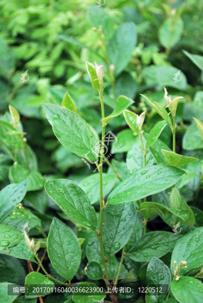 分公司-匯圖網(wǎng) www.fosd68.com 分公司