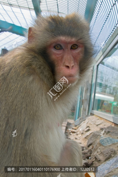 動物園里的猴子