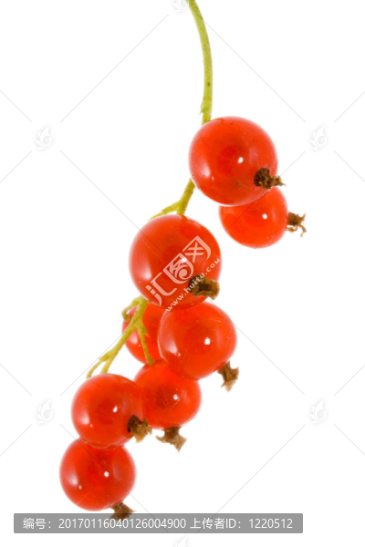 紅醋栗