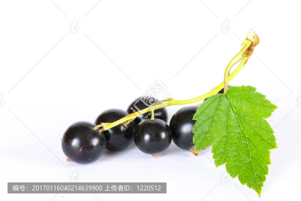 黑加侖